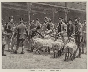 Juzgando ovejas en una feria de ganado